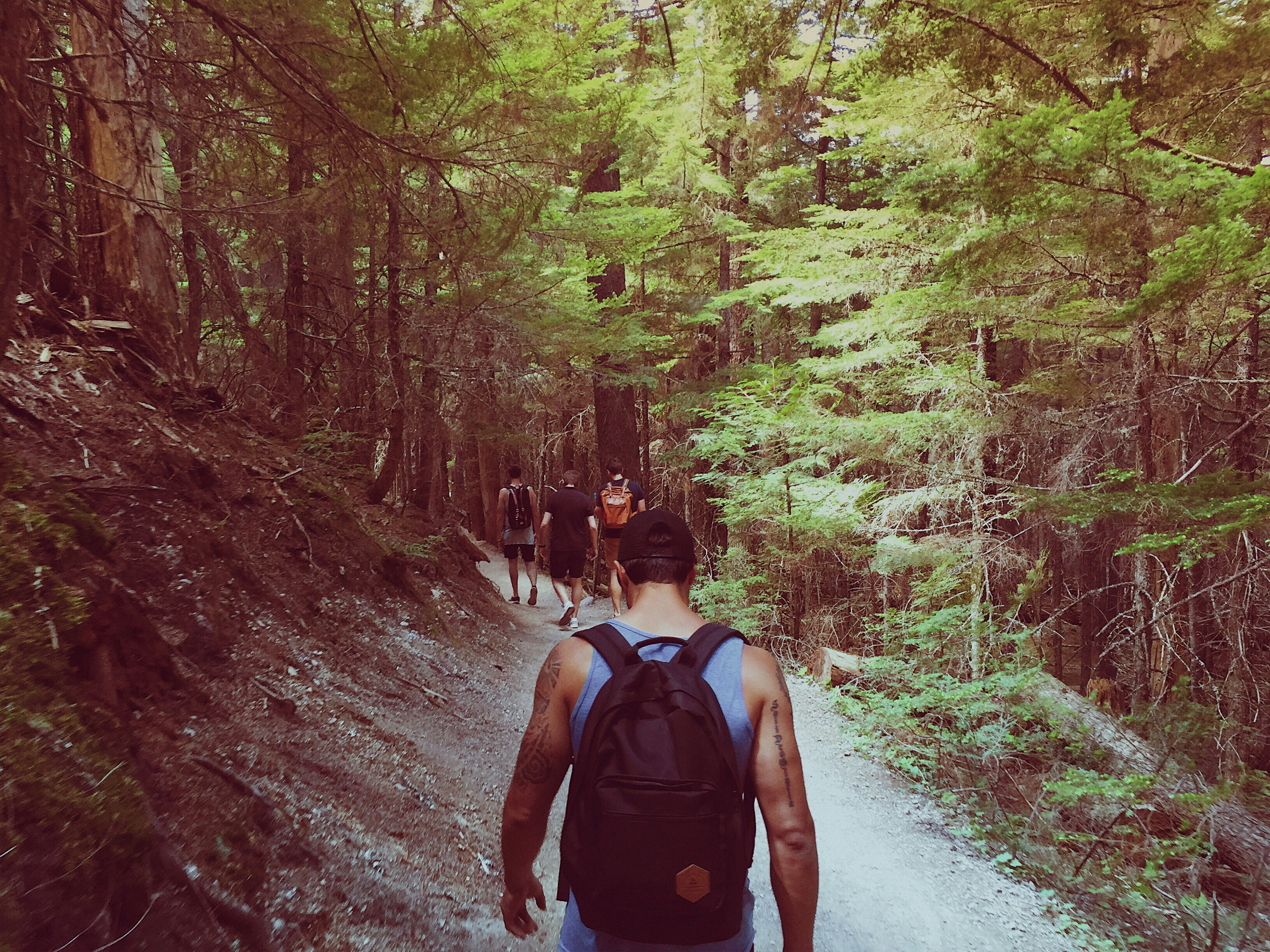 Choose from a curated selection of forest wallpapers for your mobile and desktop screens. Always free on Unsplash.